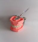 Renkli Fırçalama Plastik Diş Diş Modeli Çıkarılabilir